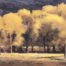 Cottonwood Trees in a Western Pasture